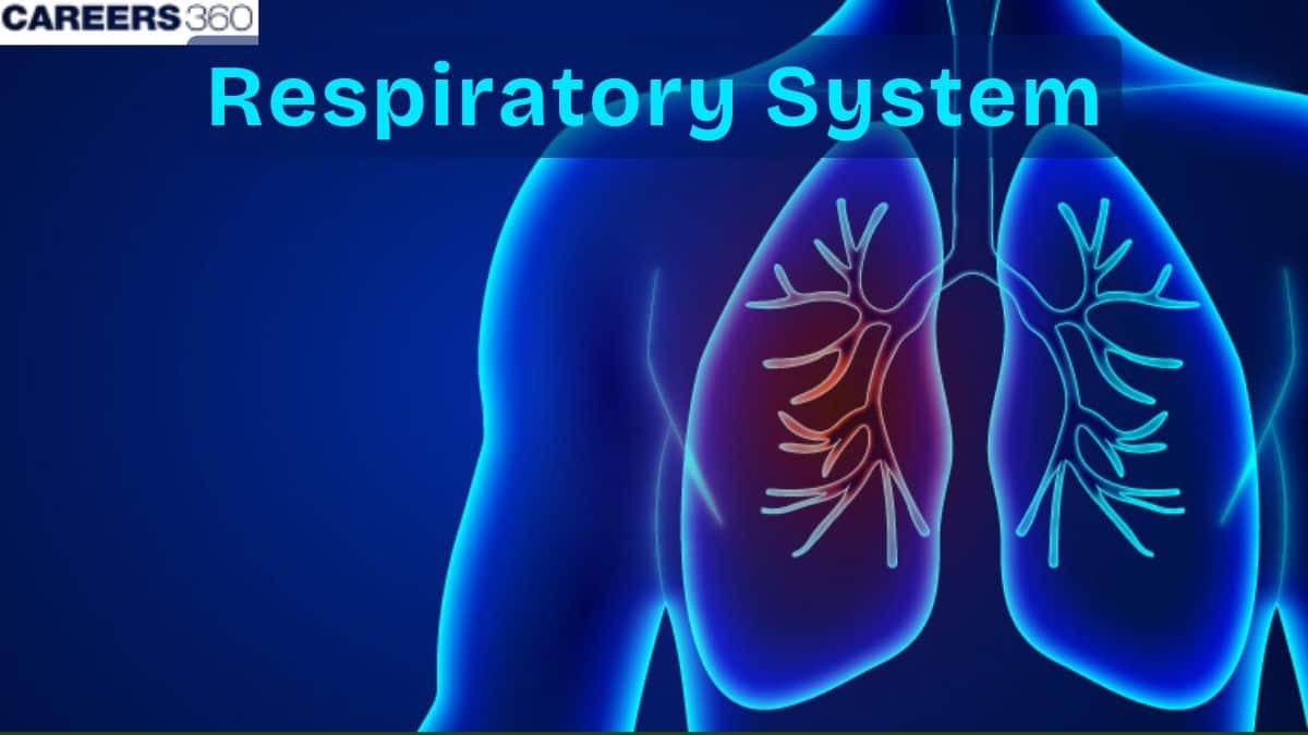 Respiratory System: Definition, Organs and Functions